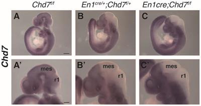 <mark class="highlighted">Cerebellar Vermis</mark> and Midbrain Hypoplasia Upon Conditional Deletion of Chd7 from the Embryonic Mid-Hindbrain Region